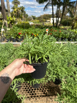 Lavanda PT 15