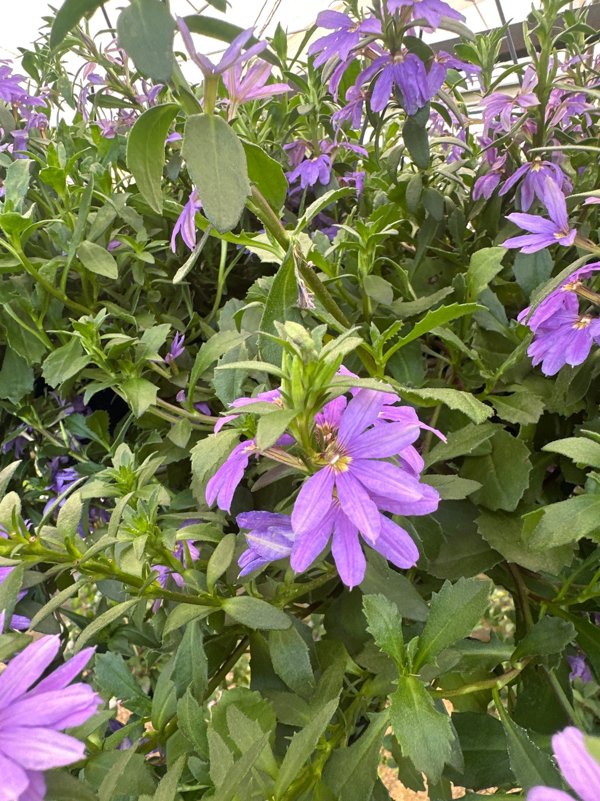 Flor canhota C 21