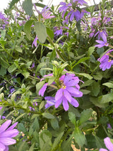Flor canhota C 21
