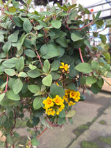 Lysimachia C 21