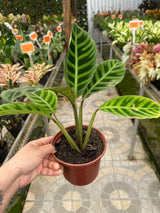 Maranta Zebrina PT 14