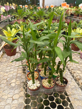 Bambu da sorte PT 06