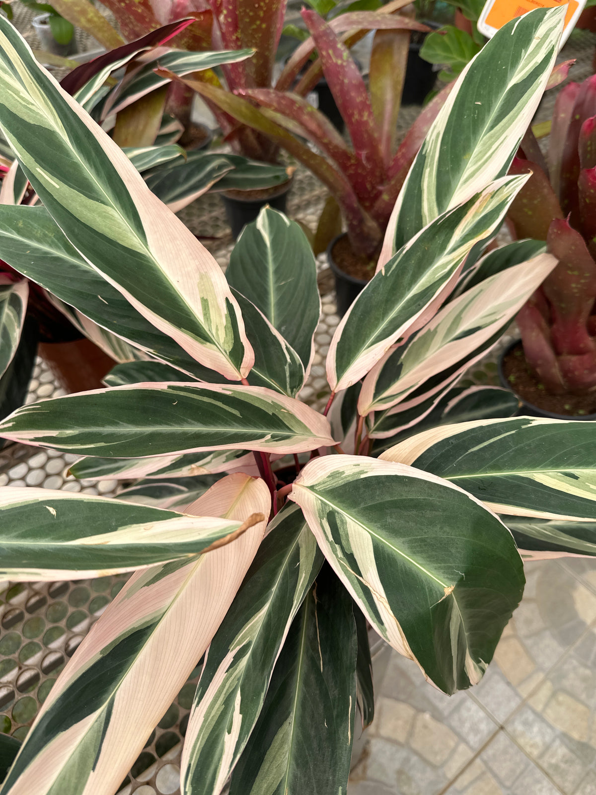 Maranta Tricolor PT 17