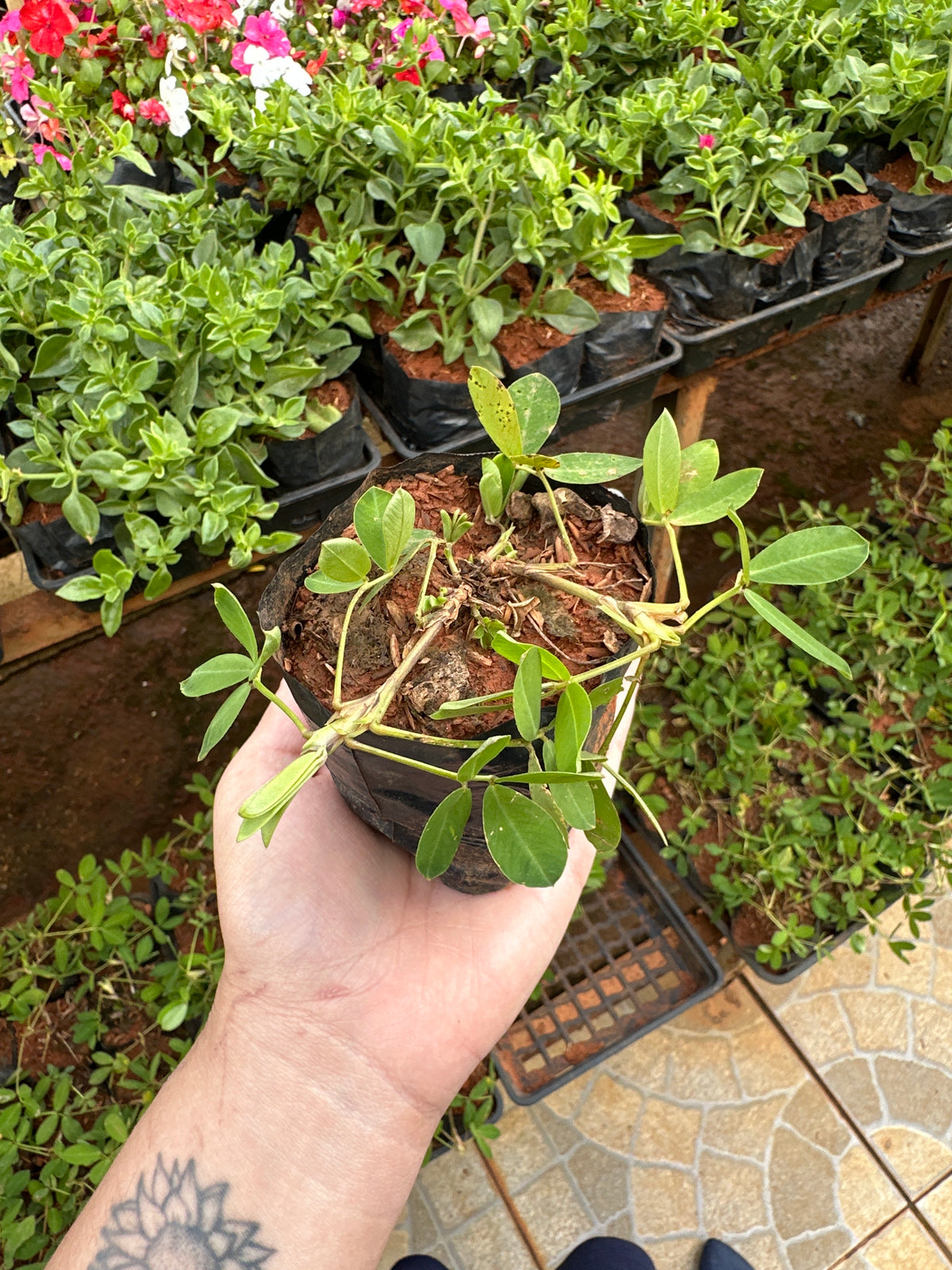 Grama amendoim (saquinho)