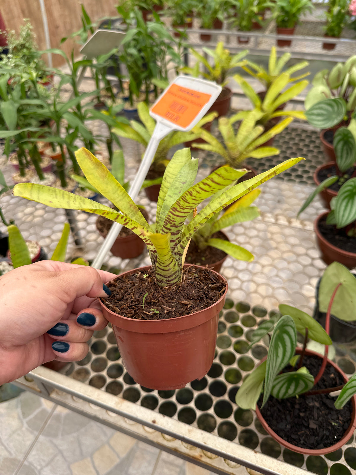 Bromélia neoregelia ampullacea