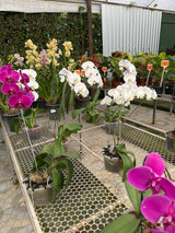 Orquídea Phalaenopsis