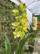Orquídea Cymbidium