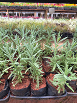 Lavanda (saquinho)