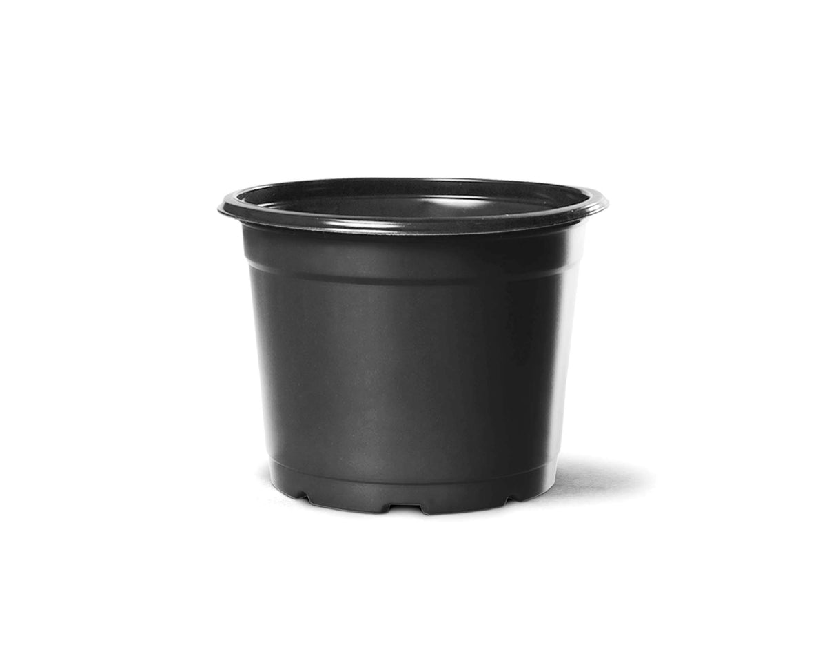 Vaso Holambra PT 11