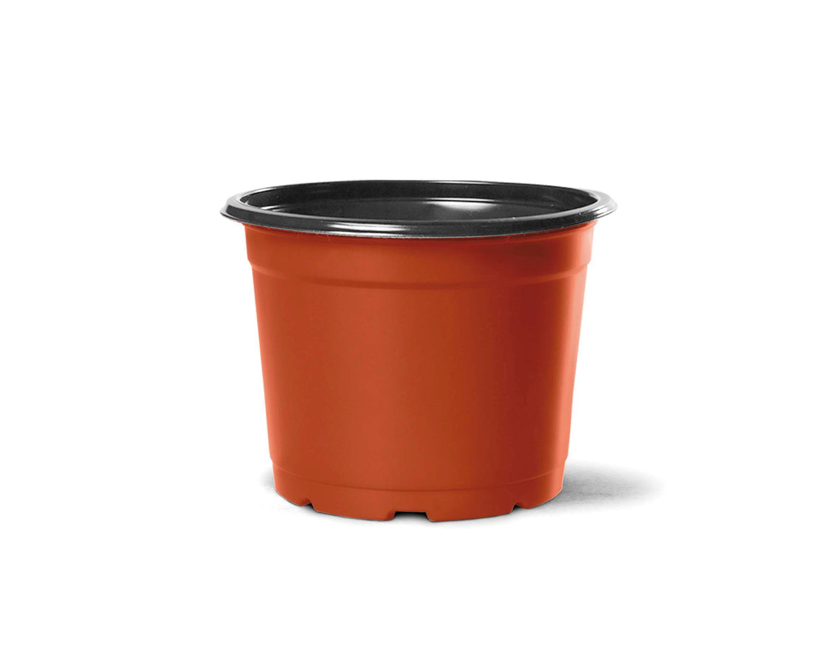 Vaso Holambra PT 13