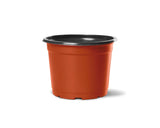 Vaso Holambra PT 11