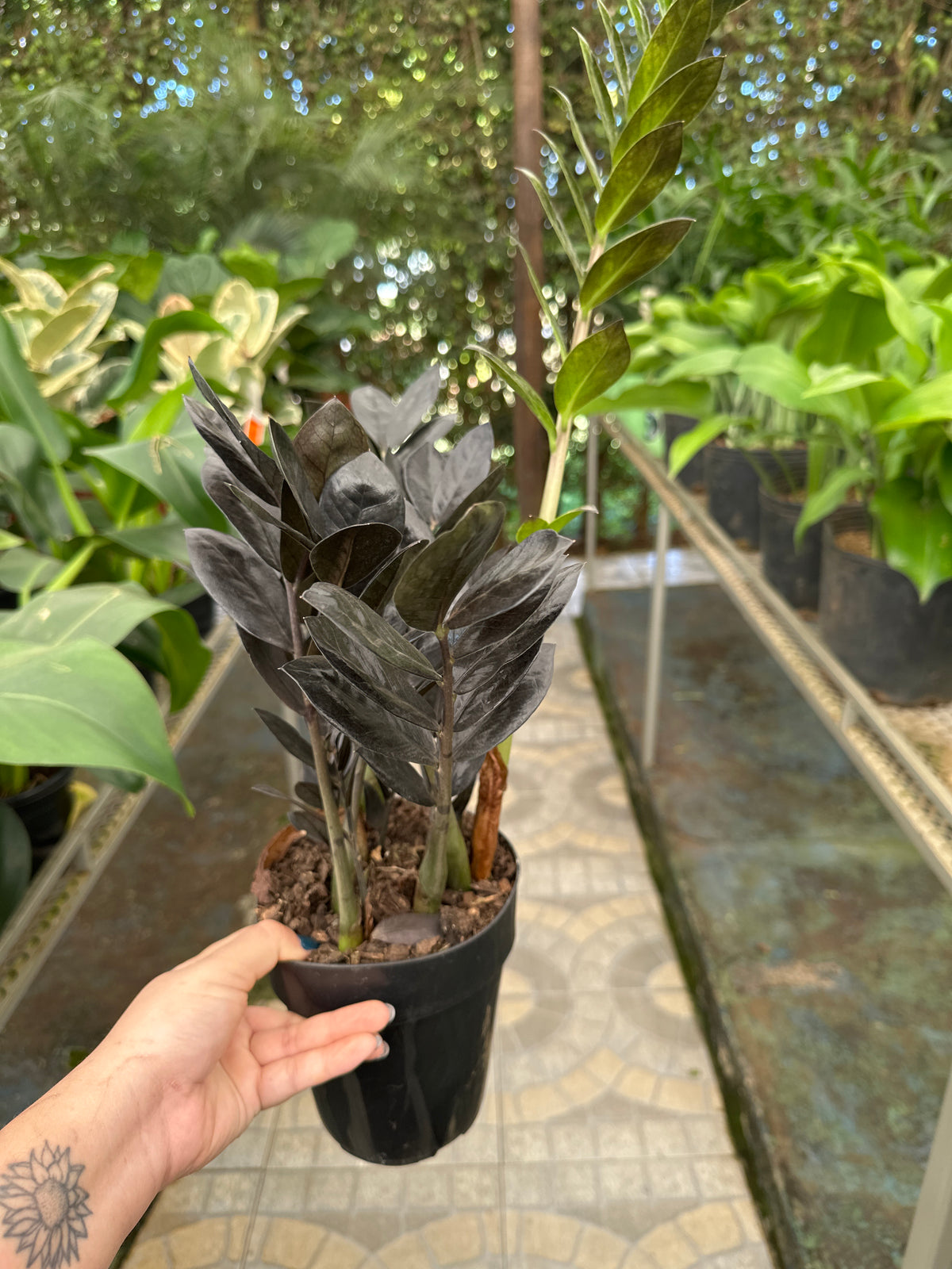 Zamioculcas Black PT 17