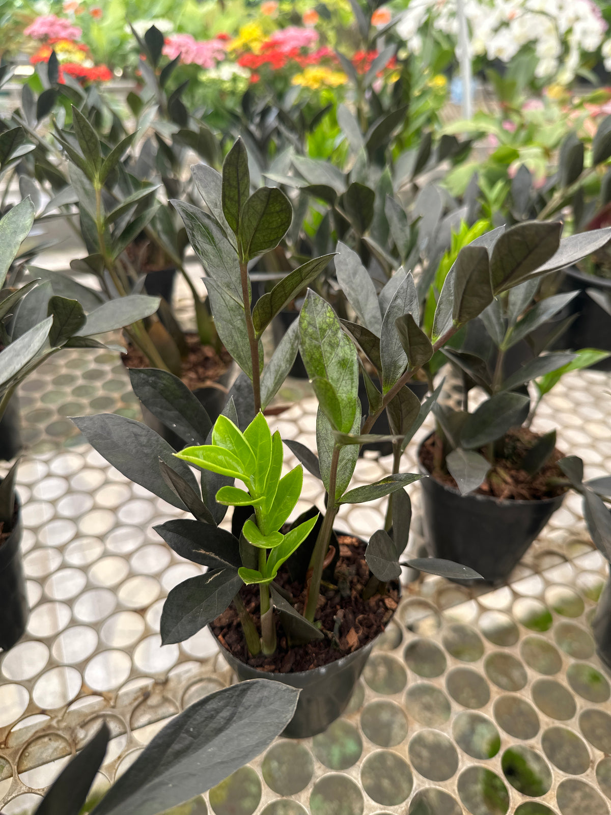 Zamioculcas Black Mini PT 09