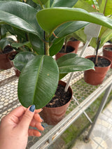 Ficus elastico cloe PT 17