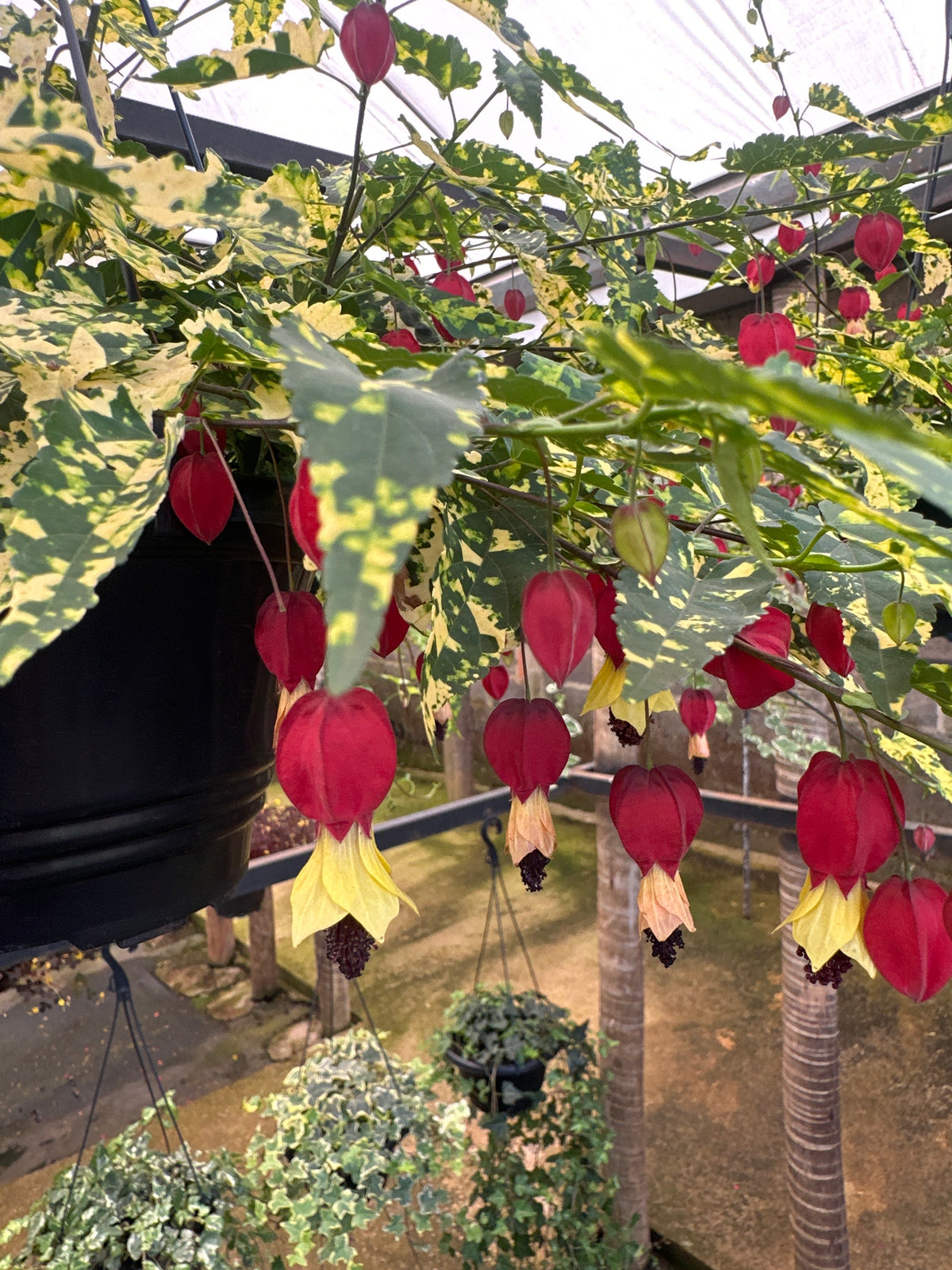 Abutilon C 21