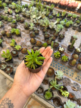 Suculenta PT 06