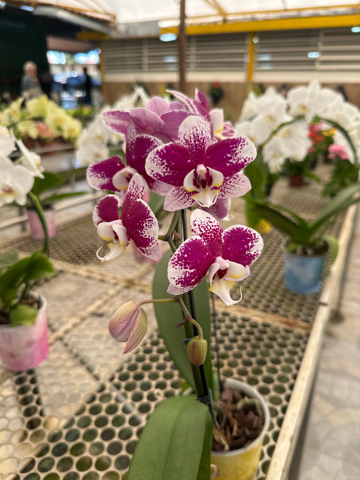 Orquídea Phalaenopsis