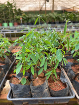 Euphorbia (saquinho)