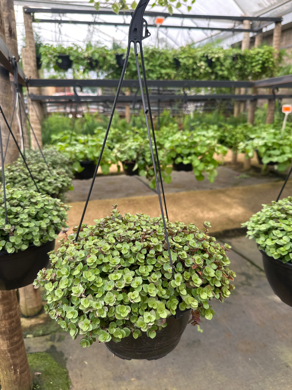Tostão Bola Verde C 21