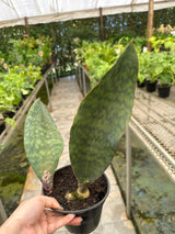 Sansevieria Vitória