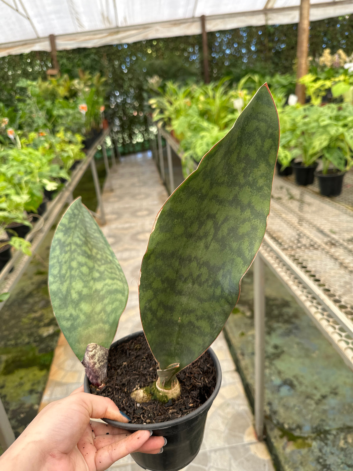 Sansevieria Vitória