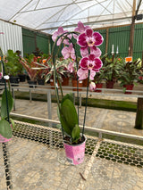 Orquídea Phalaenopsis