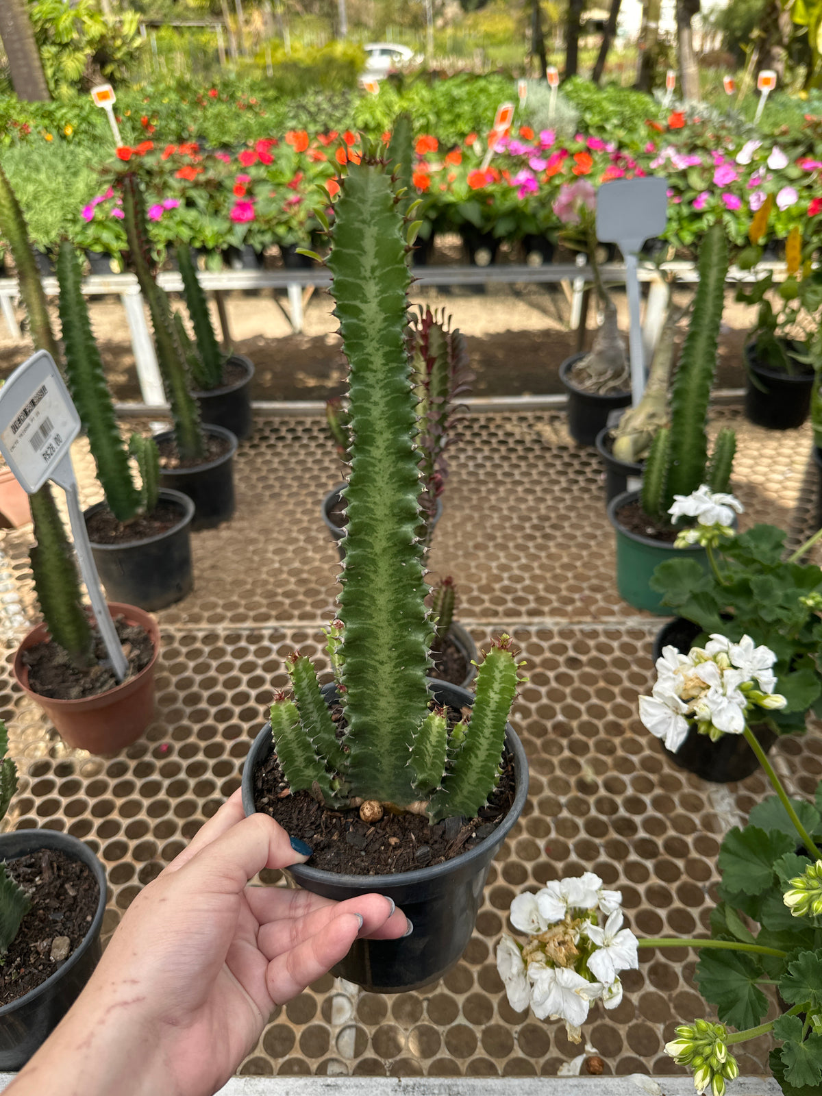 Cacto trigona PT 15