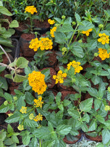Lantana variada (saquinho)