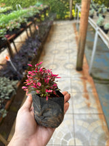 Periquito Roxo/Rosa (saquinho)