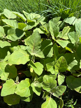 Beringela (saquinho)
