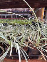 Liriops variegato (saquinho)