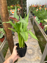 Calla PT 14