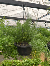 Aspargus alfinete C 21