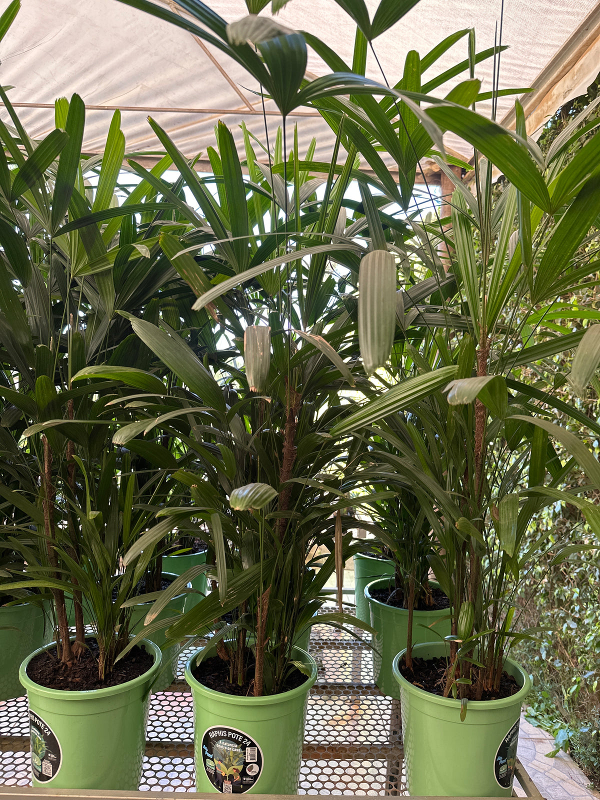 Palmeira Ráfia PT 24