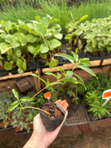 Cidreira limão (saquinho)