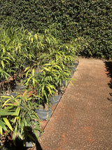 Bambu metake P