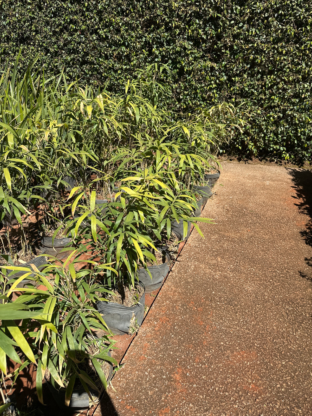 Bambu metake P