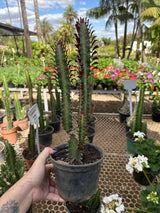 Cacto trigona PT 15
