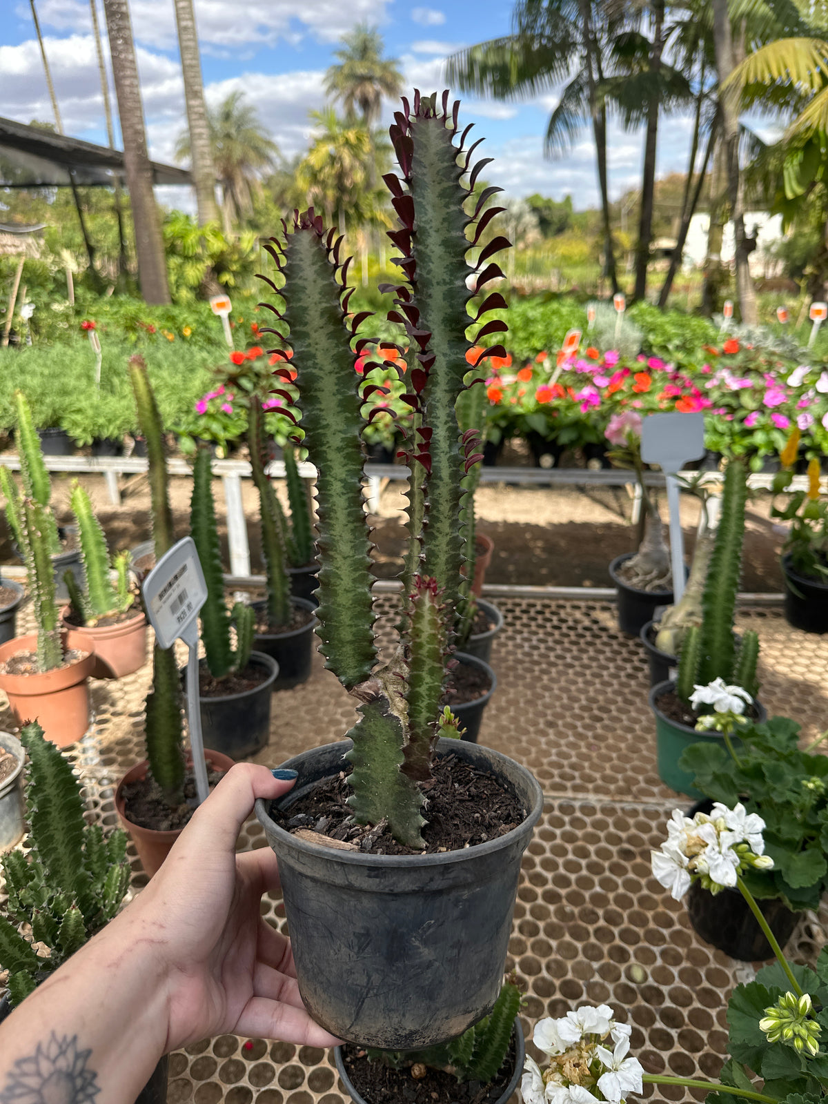 Cacto trigona PT 15