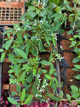 Euphorbia (saquinho)