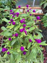 Perpétua (saquinho)