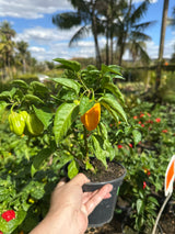 Pimenta PT 15
