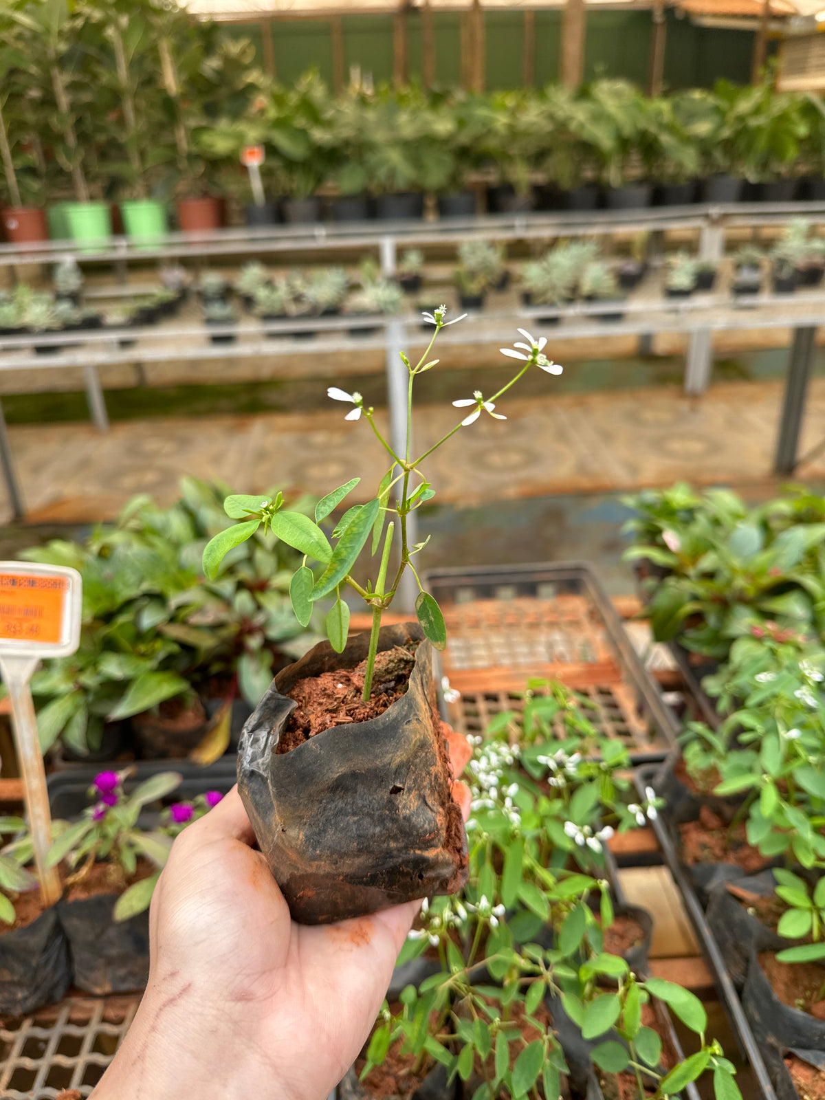 Euphorbia (saquinho)