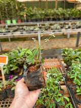 Euphorbia (saquinho)