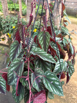 Cissus javana C 21