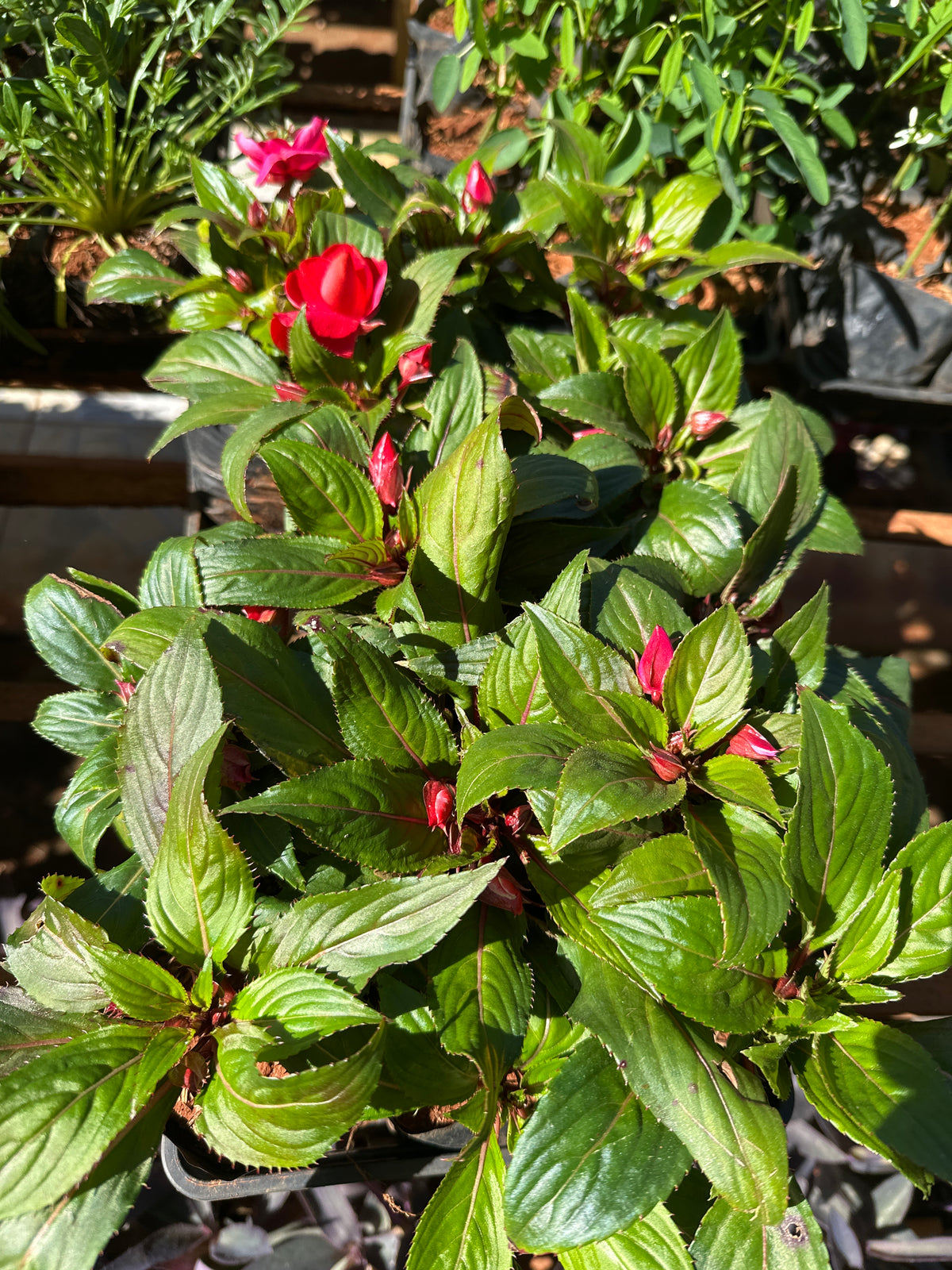 Sunpatiens/Impatiens (saquinho)