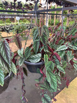 Cissus javana C 21