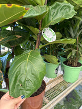 Ficus lirata PT 24