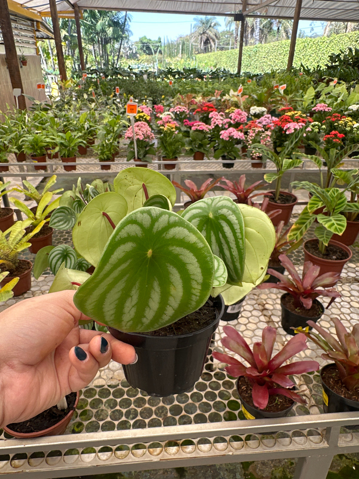 Peperômia Melancia