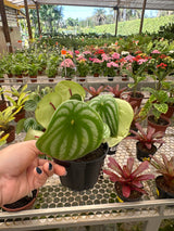 Peperômia Melancia